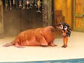Морж и морские котики