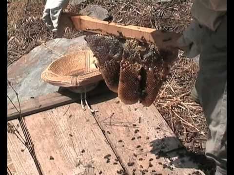 how to harvest honey from a top bar hive