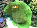 Amazing Reef Aquarium - GoCool Part 1 ????????? ?? ?????