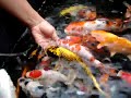 Click here to watch this video koi suroboyoan