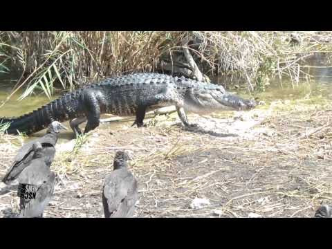 Everglades National Park, Crocodiles, Alligators, Snakes, Anhinga, Turtles, Ibis