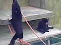 Gibbons calling to each other at Noah's Ark Zoo Farm