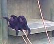 Siamang Gibbon Call