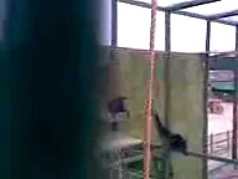 Click to play video