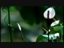 Suggest - Nooit meer een morgen (live) Suggest - Nooit meer een morgen (live)