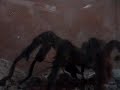 aranha caranguejeira comendo barata