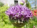 Flowers and Vivaldi Flowers and Vivaldi