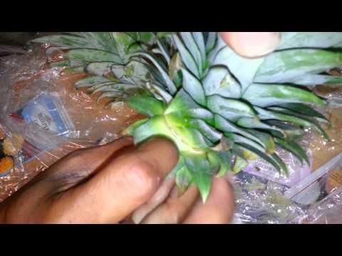 how to replant pineapple