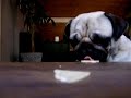 mops-im-k-serausch-say-cheese-.html