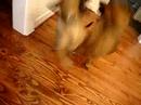 Chico y Samy peleando