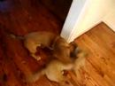 Chico y Samy peleando