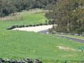Haunted Hills Hill Climb, 5 Oct, Monaro GTS