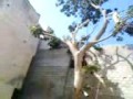 Fall of tree
