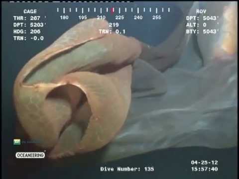Underwater Creepy Creature Found! (Cascade Creature)