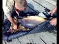 Borok Gábor 23,45 kg Big Carp