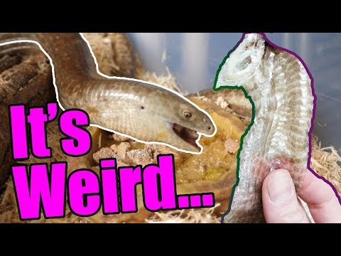 YouTube reptile video