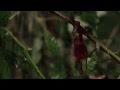 Fen Miracle Official Music Video and Lyrics