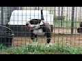 Super Flex buff Rocky
