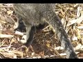Biggest Cat Poop EVER