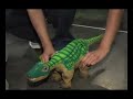 Pleo-Ugobe-Maker Faire 2008 Pleo-Ugobe-Maker Faire 2008