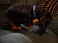 Canine Massage Therapist