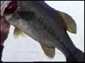 Really BIG bass! Must see. Really BIG bass! Must see.