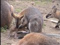 I took this footage of a baby wallaby trying to get into it's mothers pouch. So cute.