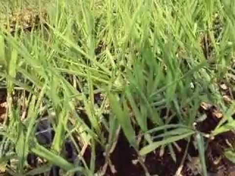 how to transplant from seedling tray