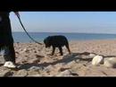Protecting dad @ the Beach!! Protecting dad @ the Beach!!