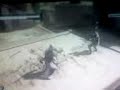 Assassins Creed 60/60 Templars Assassins Creed 60/60 Templars