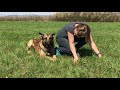 Jeeper Belgischer Schäferhund - Malinois sucht neues Zuhause