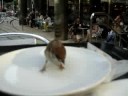 Little Bird