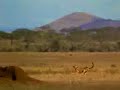 Leopard chasing a Gazelle Leopard chasing a Gazelle