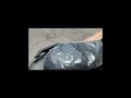 ヤマハ シグナス グリファス 即納可能です!