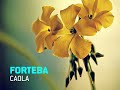 Forteba - Caola [lo-fi / minimal]