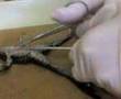 Dissection-de-grenou