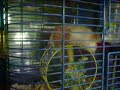 crazt hampster crazt hampster