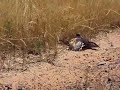 Killdeer does the Killdeer does the