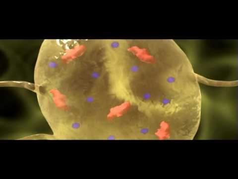Potential - To purchase this program please visit http://www.greatpacificmedia.com/ Segment from the program The Nervous System: Neurons, Networks, and the Human Brain. ...