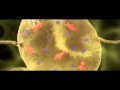 Neuron Resting Potential