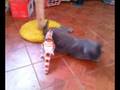 videos de cat vs. dinosaur