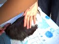 Taro\ Taro\