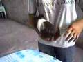 Taro's Trick (Peruvian Cavy)