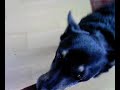 Mein Hund Ayla bekommt ein Leckerlie
