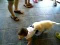 köpük golden retriever puppy is playing with baby ege