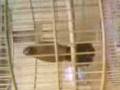 Video001