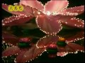 Tụng trì Chú Đại Bi (Chinese Version) | P3