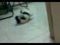 baby shit tzu play ball