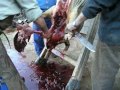 matanza_gorrino_yuste-guijarro_11