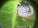 Helix aspersa devora hoja de Dendroseris litoralis Helix aspersa devora hoja de Dendroseris litoralis